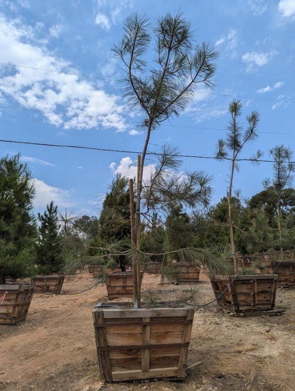 Photo for Pinus torreyana (Torrey Pine)