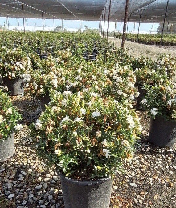 Photo for Gardenia jasminoides 'Radicans' (Dwarf Gardenia)