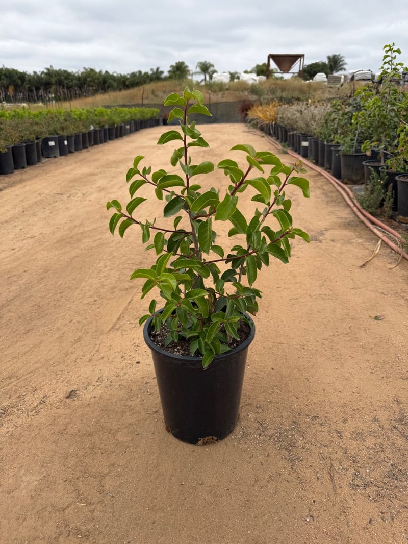 Photo for Rhus ovata (Sugar Bush)