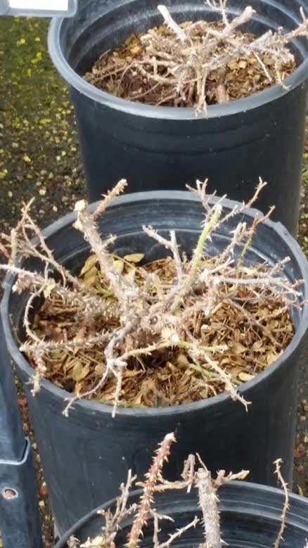 Photo for Rosa Mister Lincoln (Tree Form) (Mister Lincoln Rose)