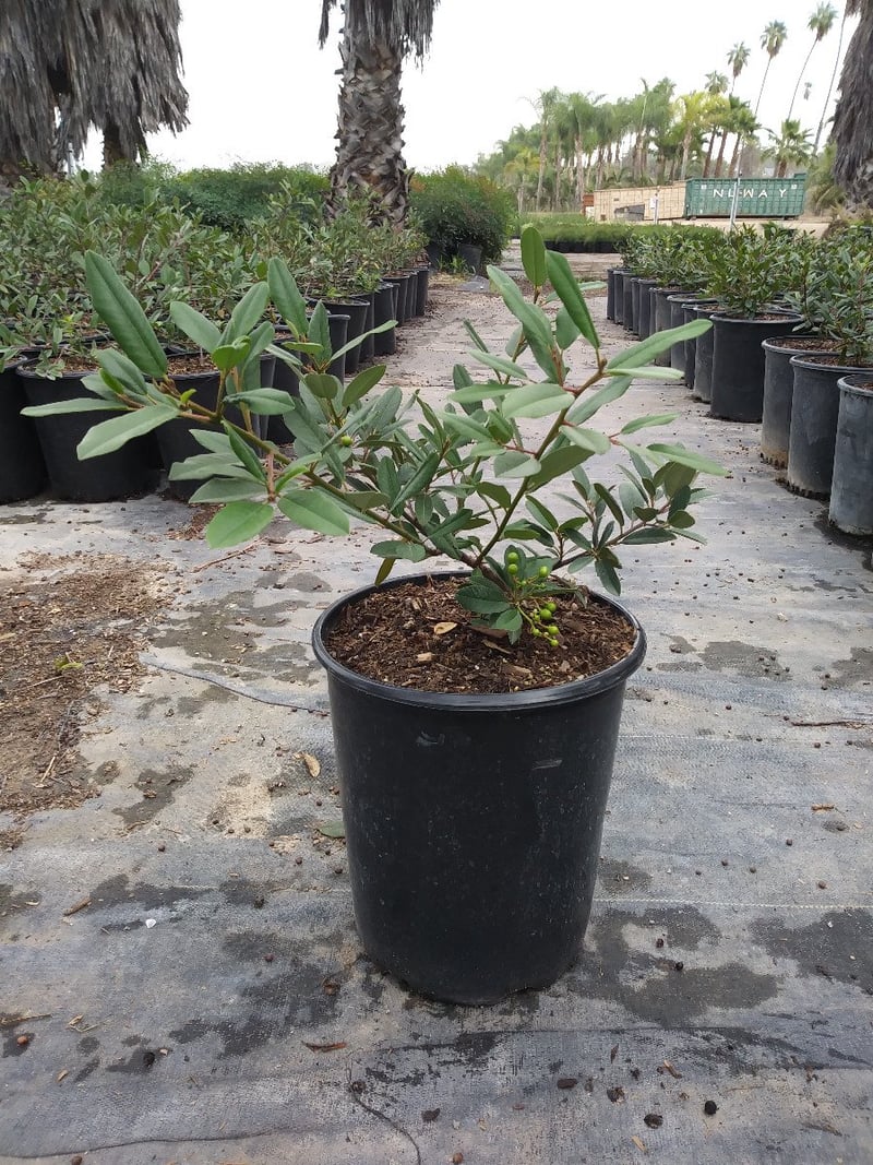 Photo for Rhamnus crocea (Redberry)
