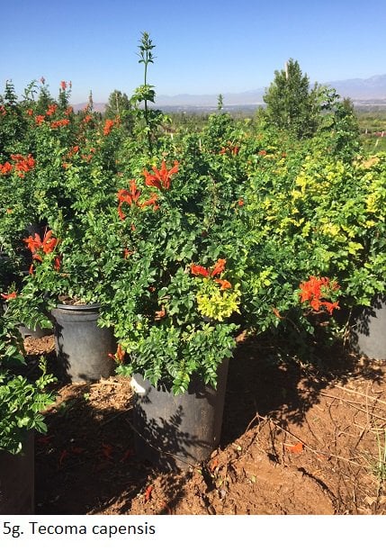 Photo for Tecoma capensis (Tecomaria capensis) (Cape Honeysuckle)