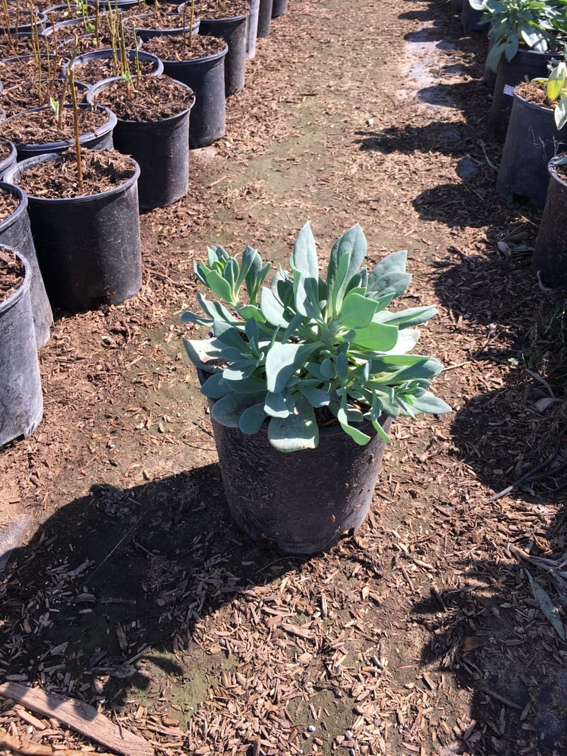 Photo for Calandrinia spectabilis (Rock Purslane)