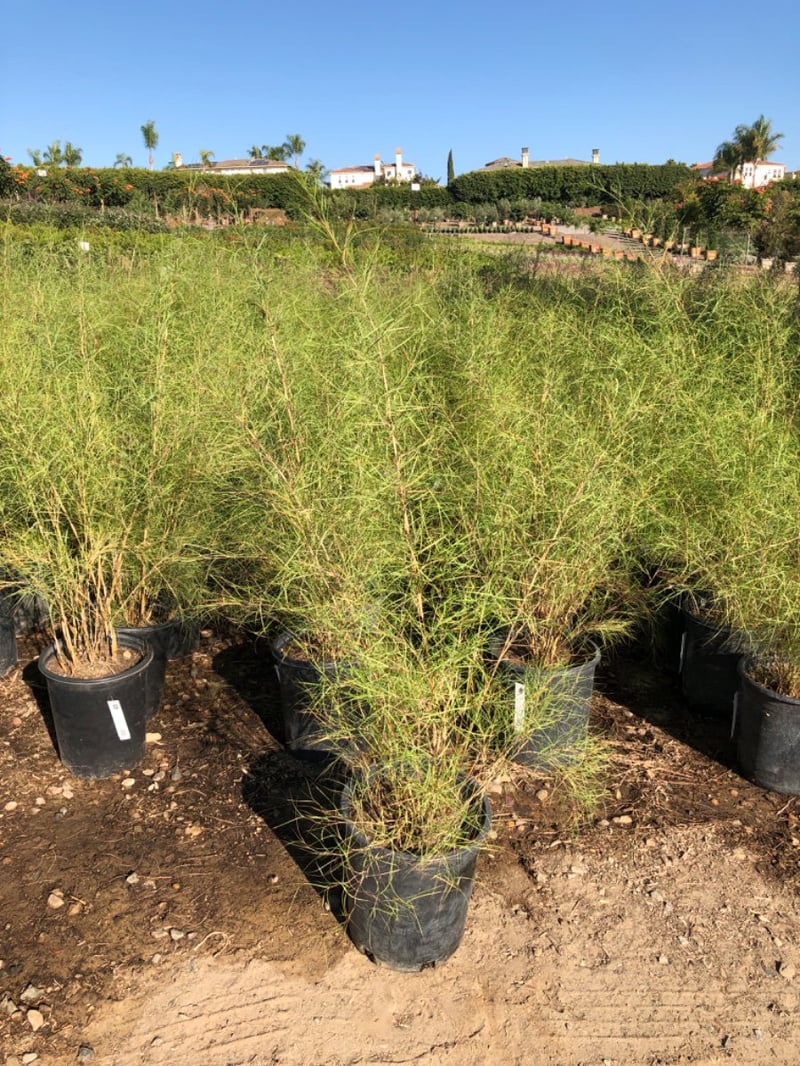 Photo for Muhlenbergia dumosa (Bamboo Muhly)