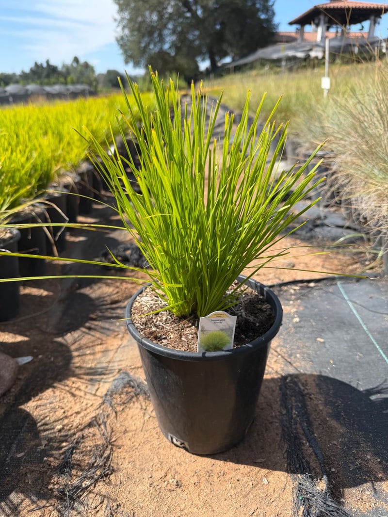 Photo for Lomandra confertifolia ssp. pallida 'Pom Pom' (Shorty Mat Rush)
