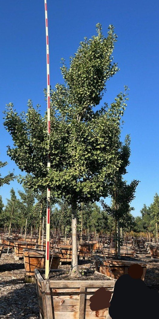Photo for Ginkgo biloba (Maidenhair Tree)