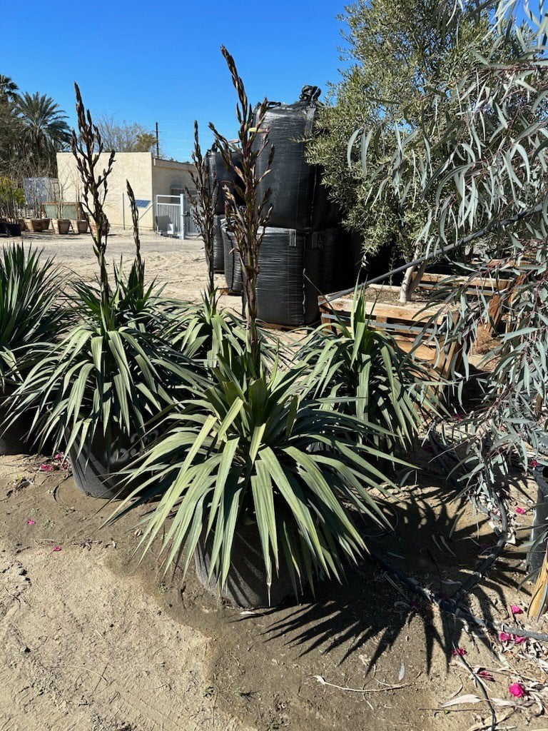 Photo for Yucca recurvifolia (Y. pendula) (Soft Leaf Yucca)
