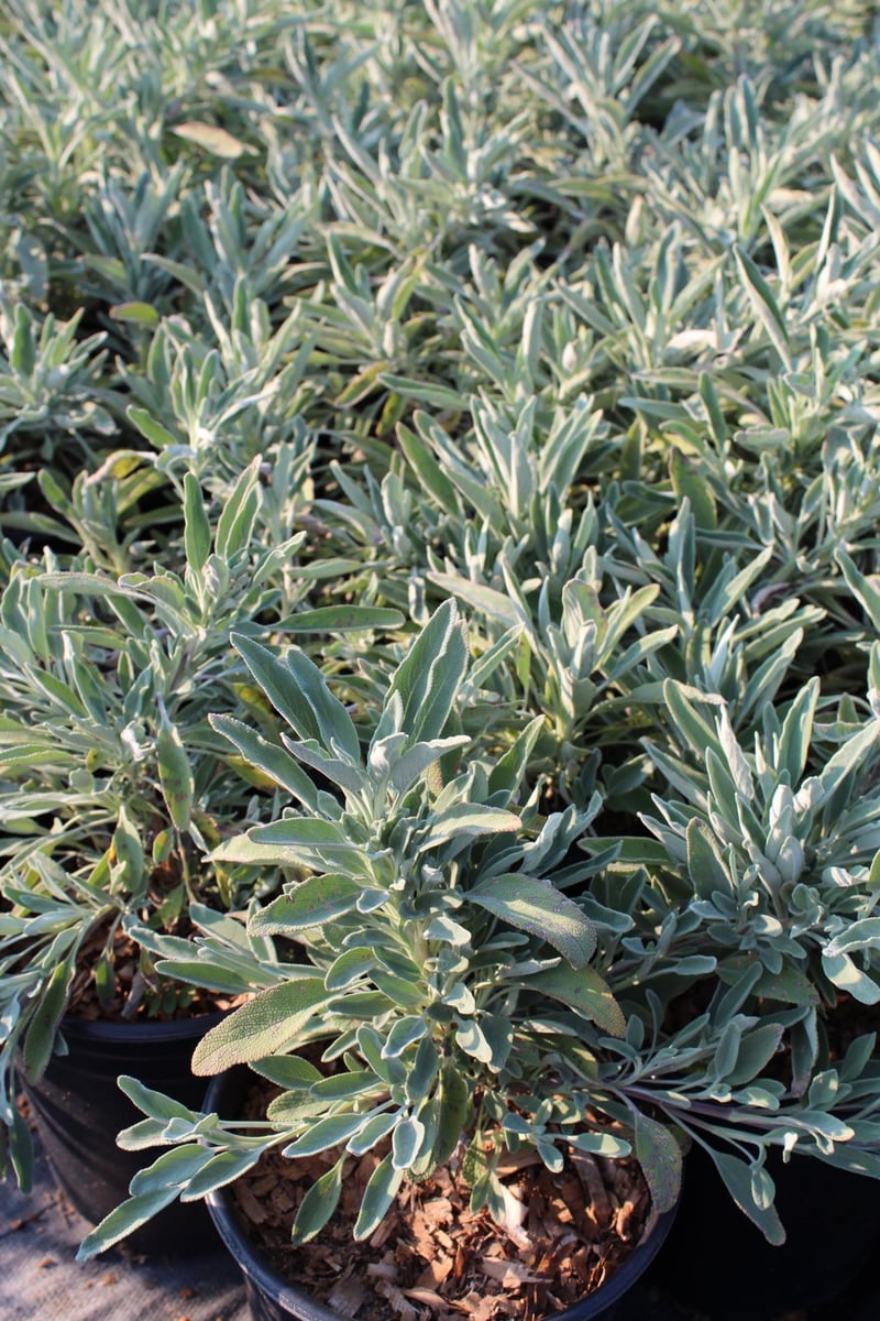 Photo for Salvia 'Bee's Bliss' (Creeping Sage, Bee's Bliss Sage)