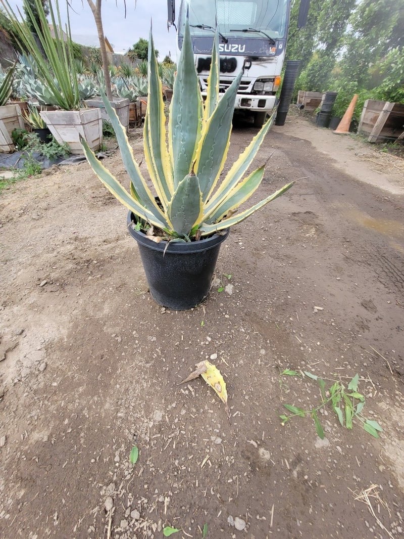 Photo for Agave americana 'Variegata' (Variegated Century Plant)