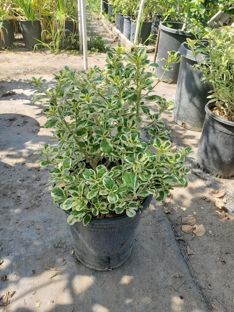 Photo for Coprosma 'Marble Queen' (Marble Queen Mirror Plant)