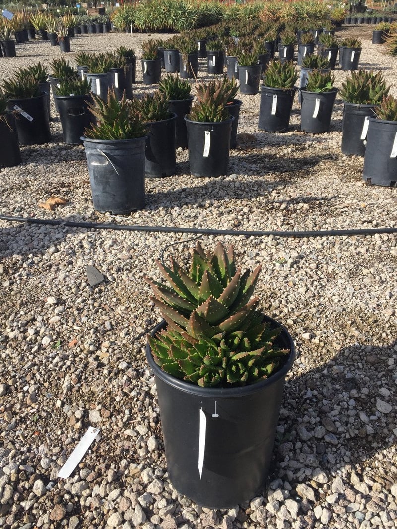 Photo for Aloe x nobilis (Golden Toothed Aloe)