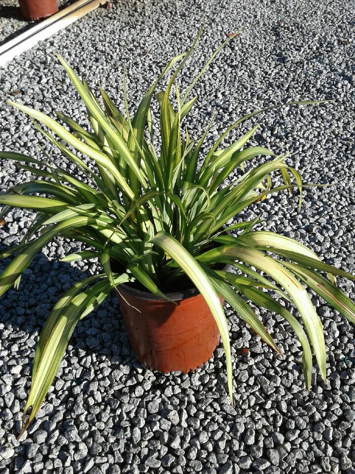 Photo for Phormium x 'Yellow Wave' (Yellow Wave New Zealand Flax)