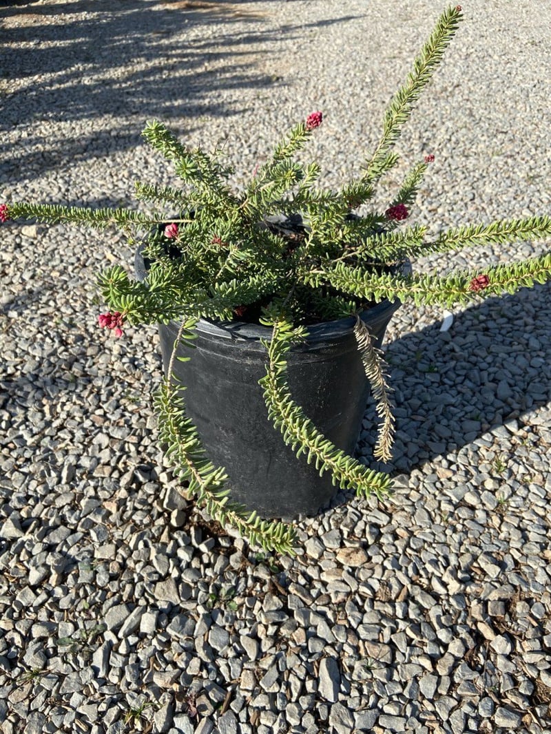 Photo for Grevillea lanigera 'Prostrate' (Prostrate Woolly Grevillea)