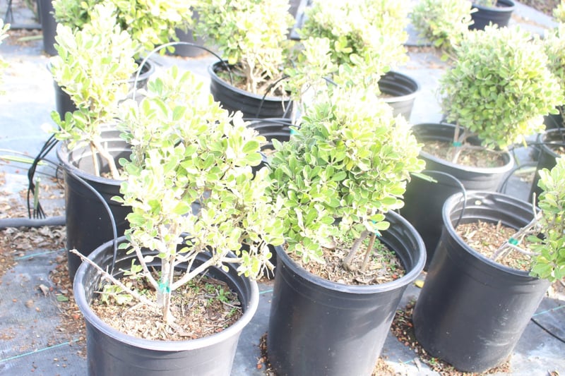 Photo for Pittosporum crassifolium 'Nana' (Karo Pittosporum)