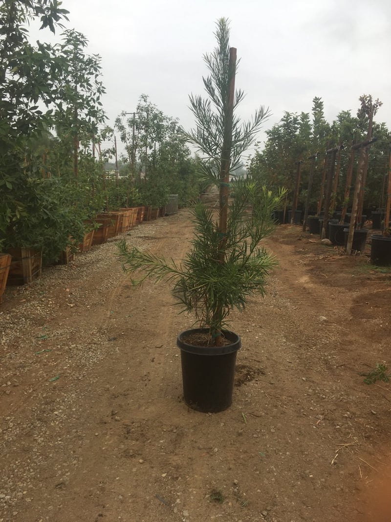 Photo for Podocarpus macrophyllus (Column) (Yew Pine)