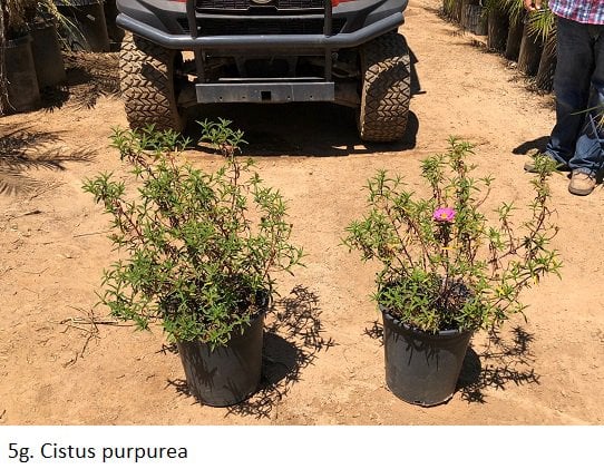 Photo for Cistus purpureus (Purple Rockrose)