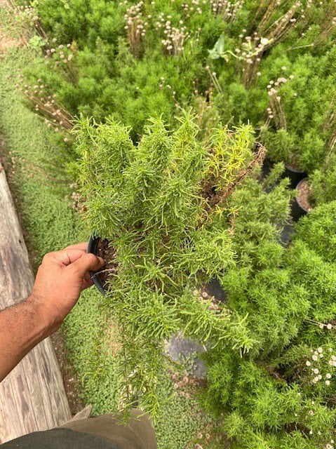 Photo for Santolina virens (Green Lavender Cotton)