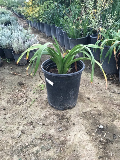Photo for Hemerocallis hybrid 'Yellow' (Yellow Daylily)
