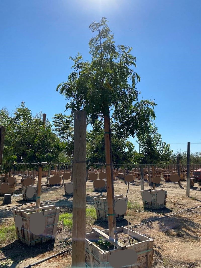 Photo for Gleditsia triacanthos 'Shademaster' (Shademaster Thornless Honey Locust)