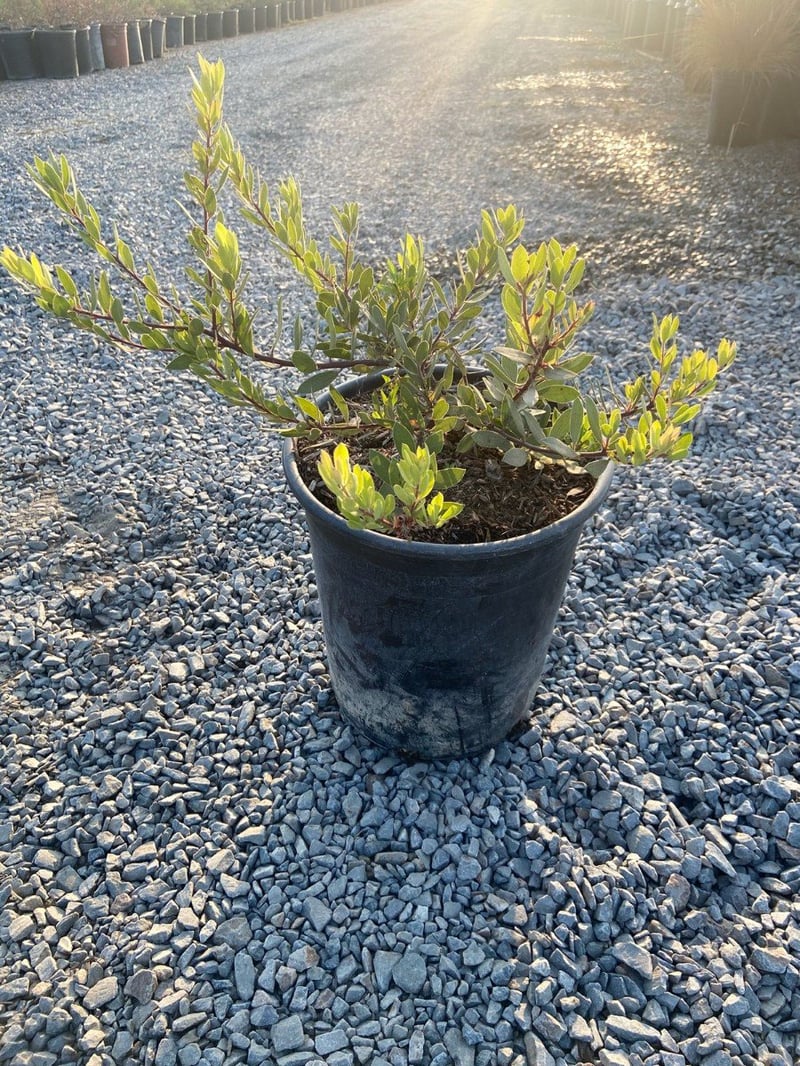 Photo for Arctostaphylos ‘Pacific Mist’ (Pacific Mist Manzanita)
