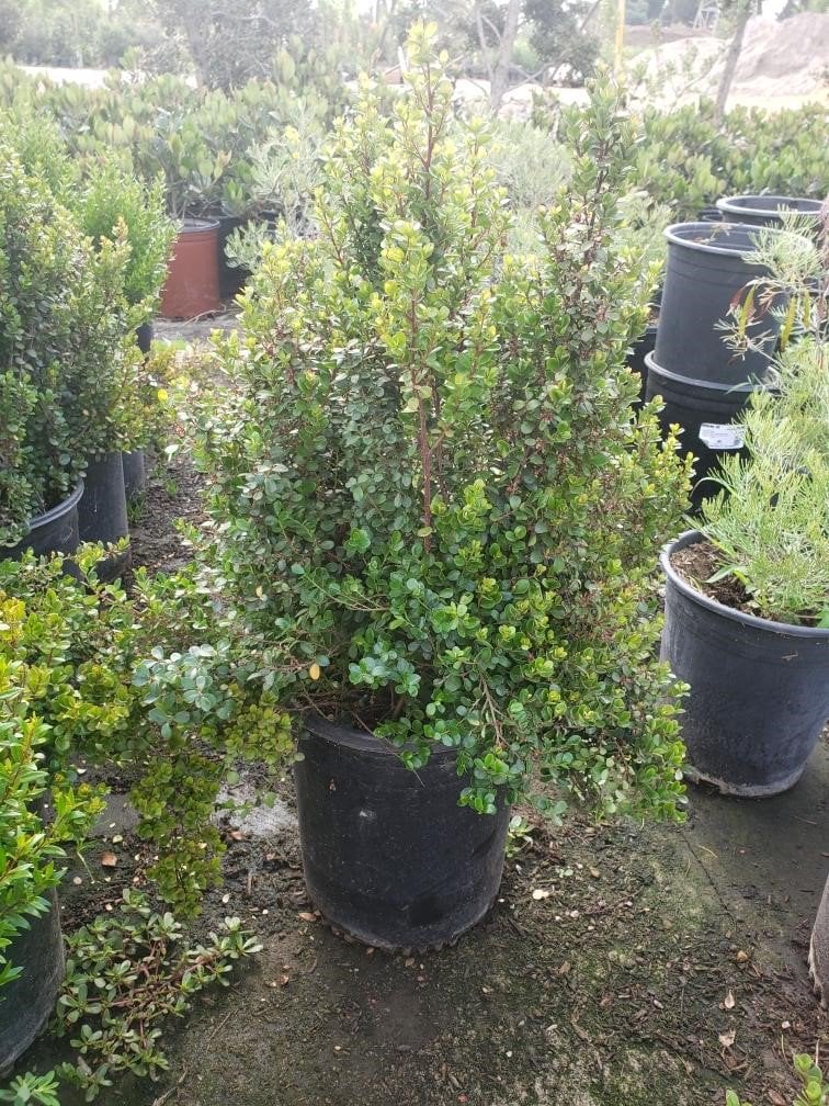 Photo for Myrsine africana (African Boxwood)