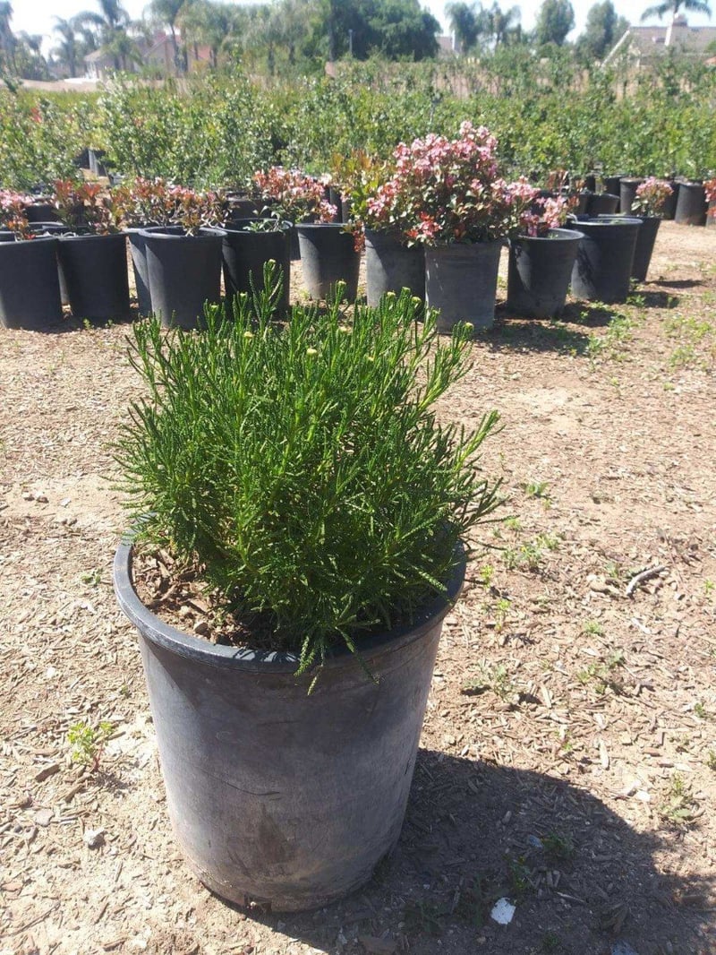 Photo for Santolina virens (Green Lavender Cotton)