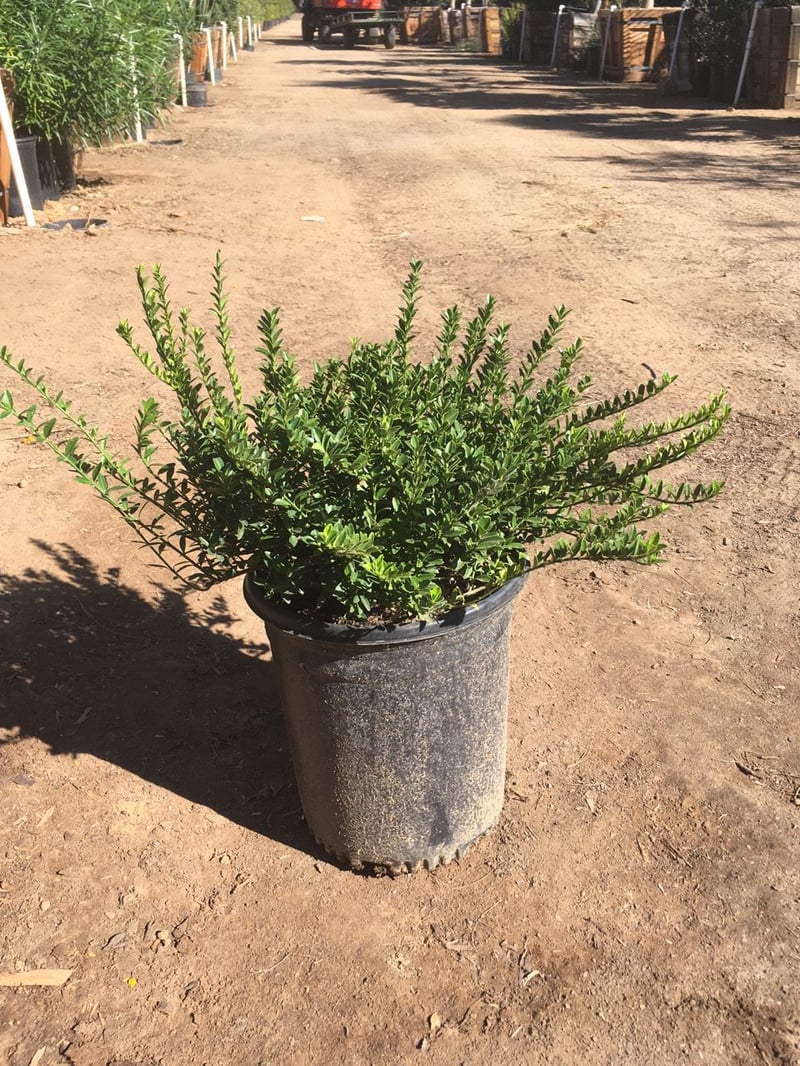 Photo for Euonymus japonicus 'Microphyllus' (Boxleaf Euonymus)