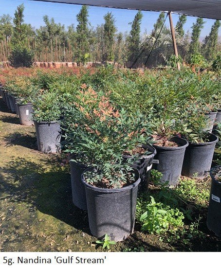 Photo for Nandina domestica 'Gulf Stream' (Gulf Stream Heavenly Bamboo)
