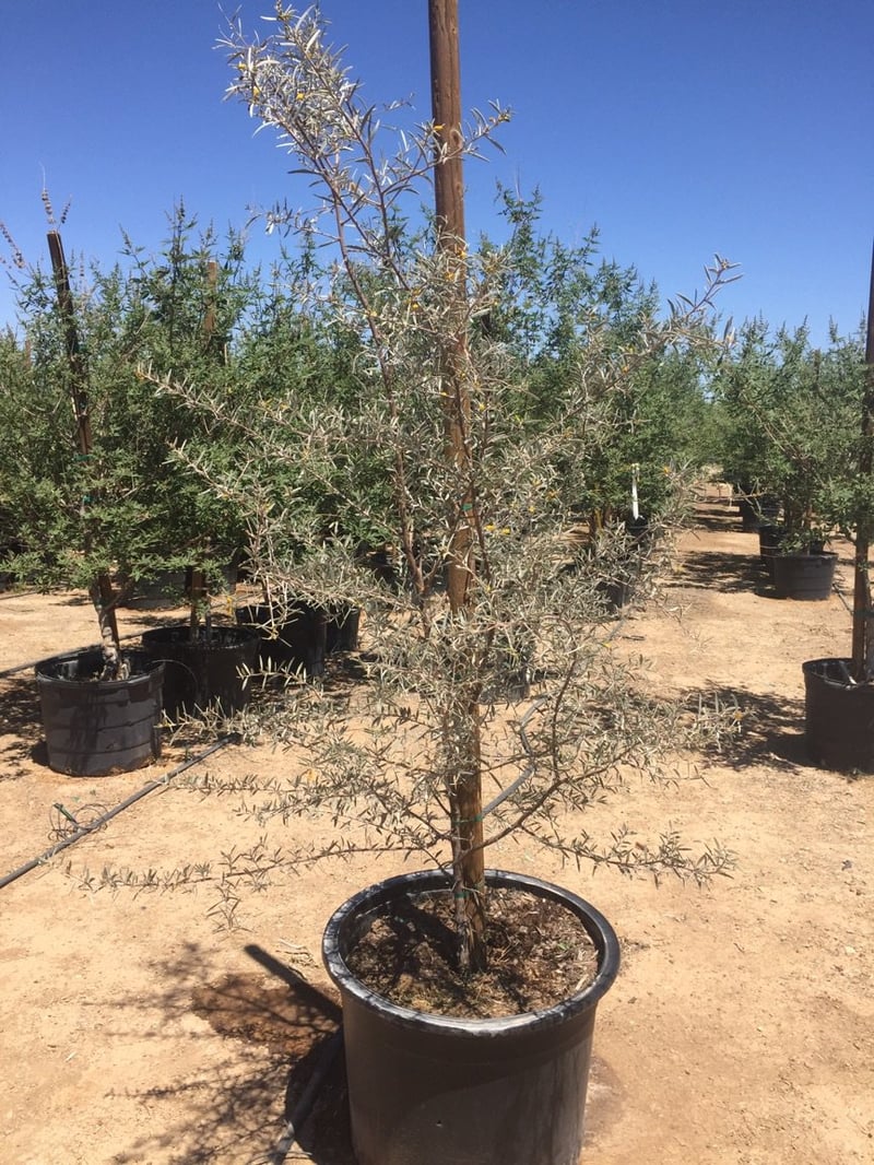 Photo for Acacia aneura (Mulga)