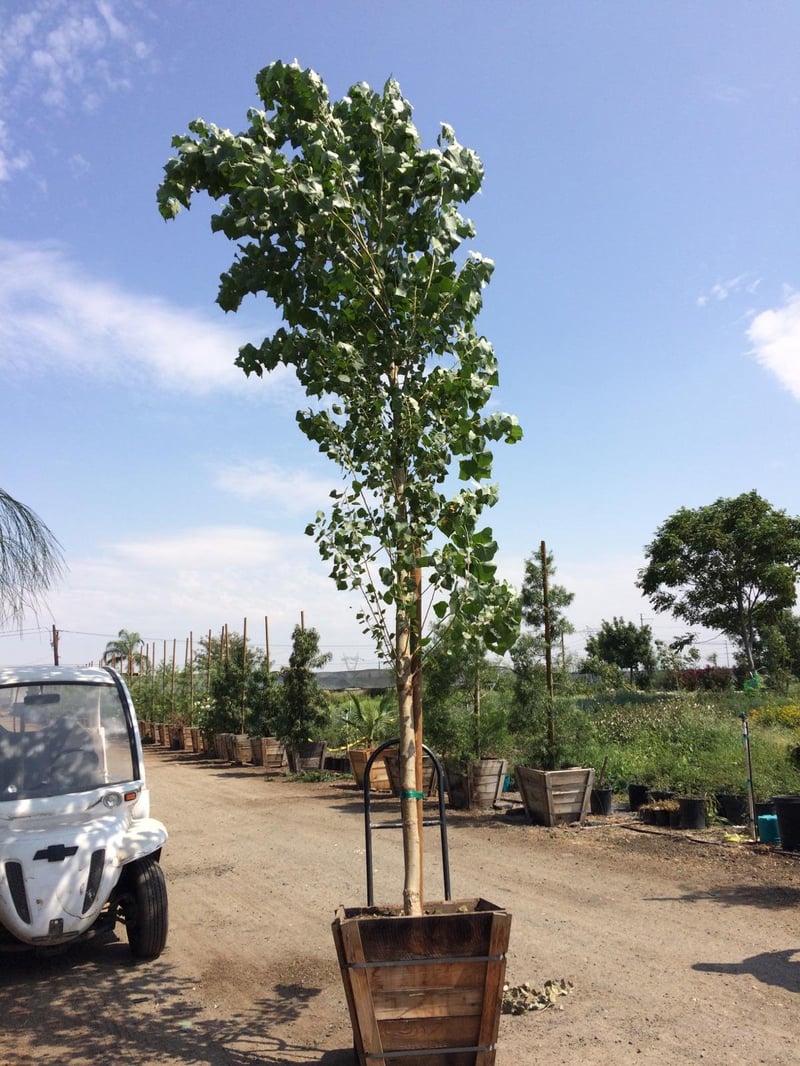 Photo for Populus fremontii (Western Cottonwood)