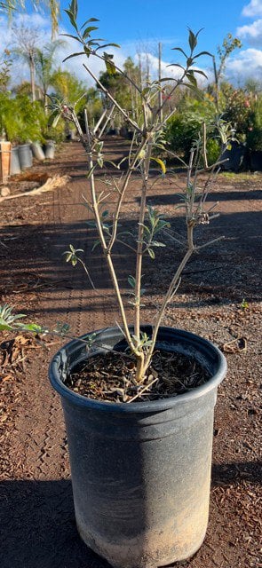 Photo for Buddleja davidii (Butterfly Bush)