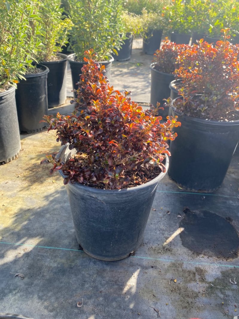 Photo for Coprosma 'Tequila Sunrise' (Tequila Sunrise Mirror Plant)