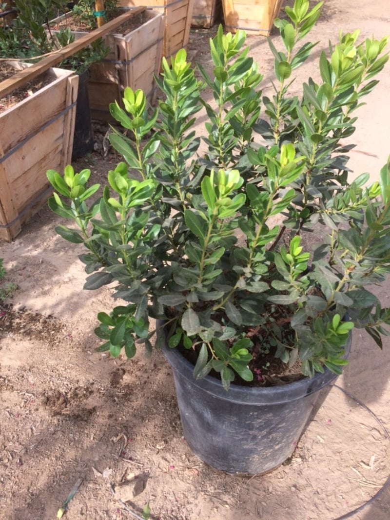 Photo for Arbutus unedo ‘Compacta’ (Dwarf Strawberry Tree)