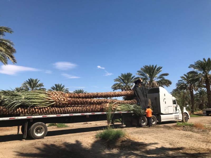 Photo for Phoenix dactylifera 'Deglet Noor' (Deglet Noor Date Palm)