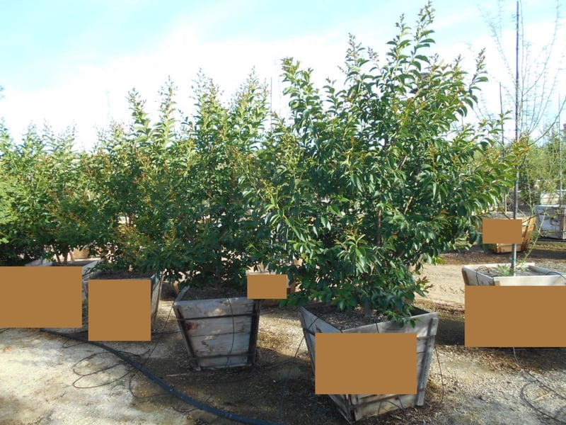 Photo for Lagerstroemia indica (Purple)(Multi) (Purple Crape Myrtle)