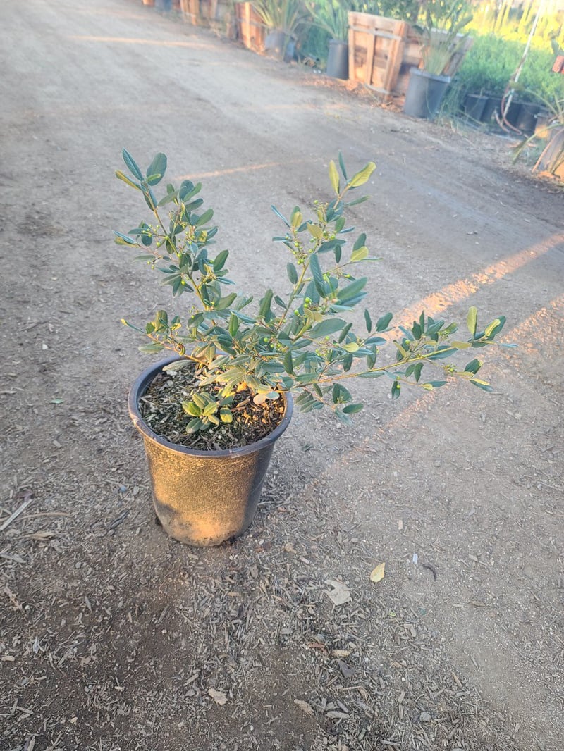 Photo for Rhamnus californica (Coffeeberry)