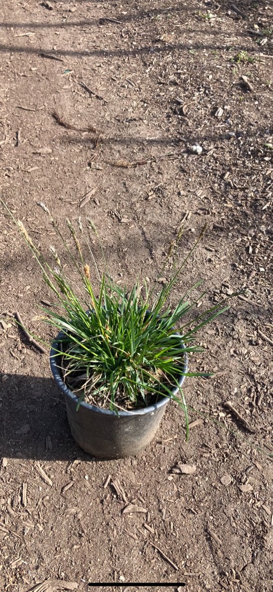 Photo for Sesleria ‘Greenlee' (John Greenlee's Moor Grass)