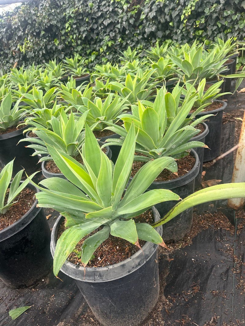 Photo for Agave attenuata 'Variegata' (Variegated Fox Tail Agave)
