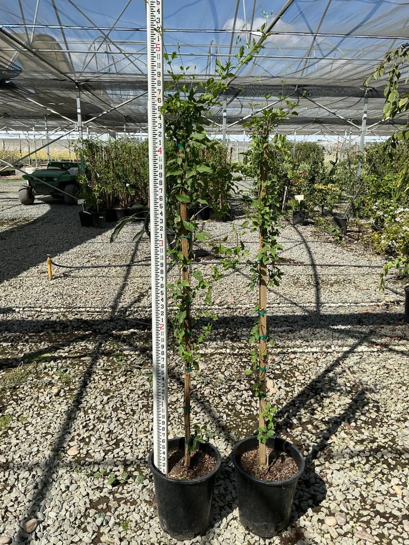 Photo for Distictis 'Rivers' (Royal Trumpet Vine)