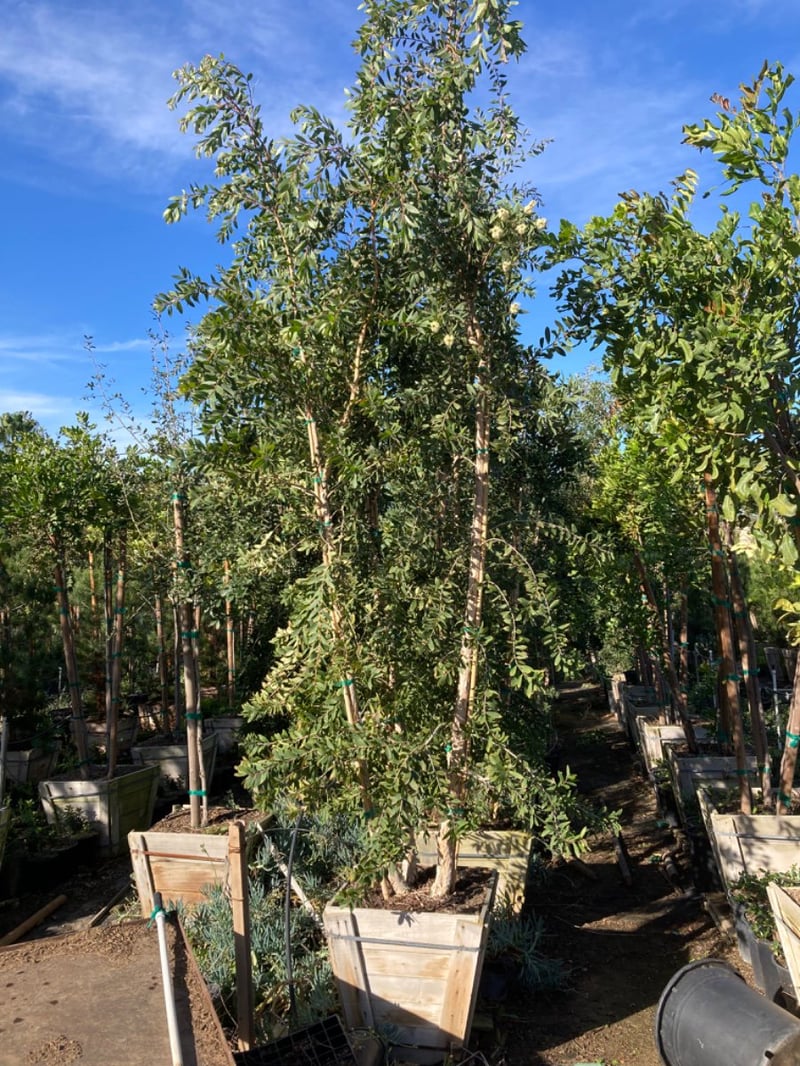Photo for Melaleuca quinquenervia (Multi) (Cajeput Tree, Paperbark Tree)