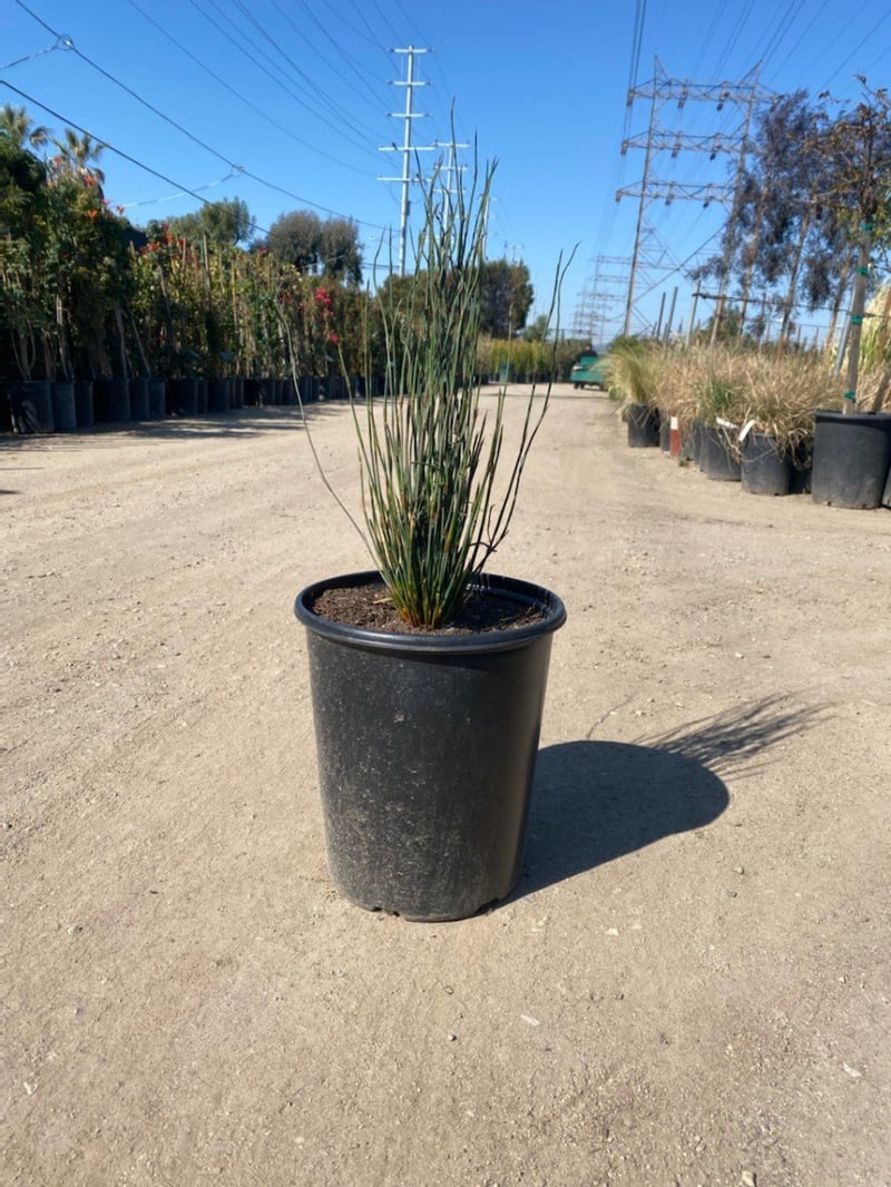 Photo for Chondropetalum elephantinum (Large Cape Rush)