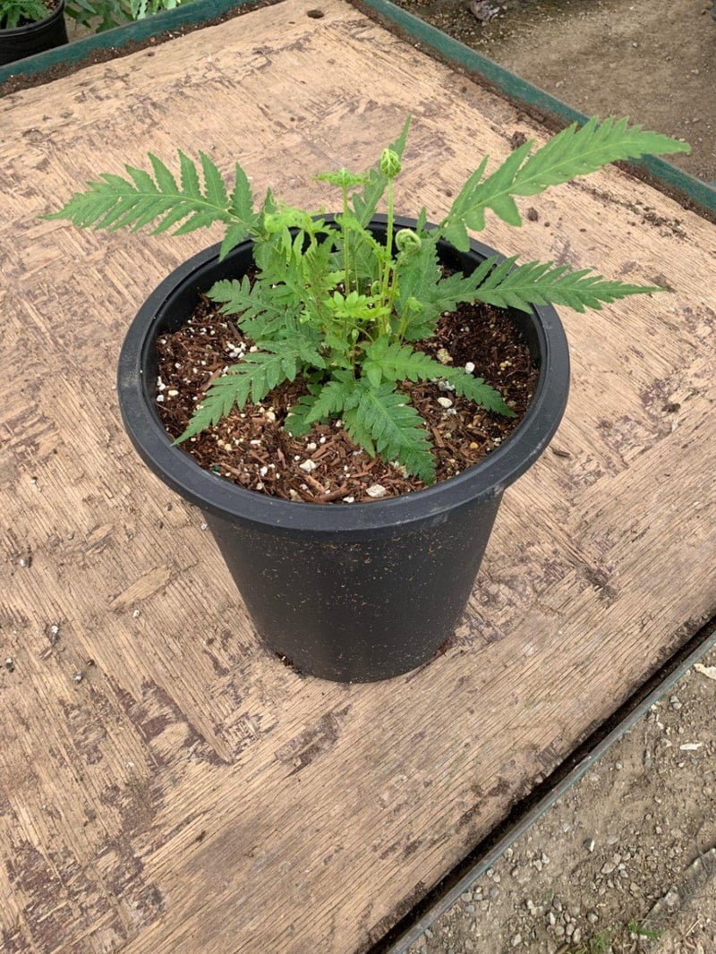 Photo for Woodwardia fimbriata (Giant Chain Fern)
