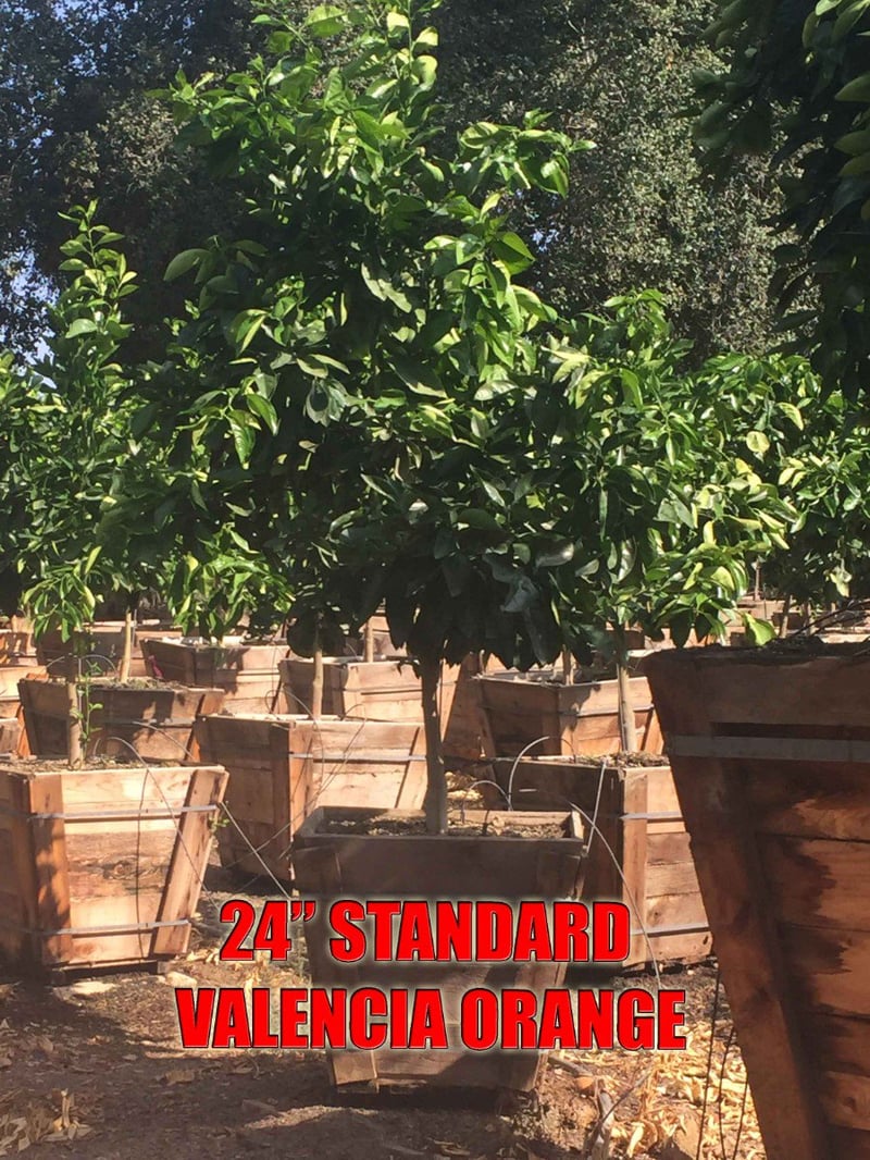 Photo for Citrus sinensis 'Valencia' (Valencia Orange Tree)
