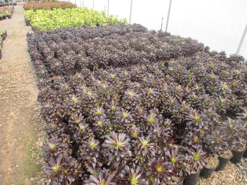 Photo for Aeonium arboreum 'Zwartkop' (Black Rose Aeonium)