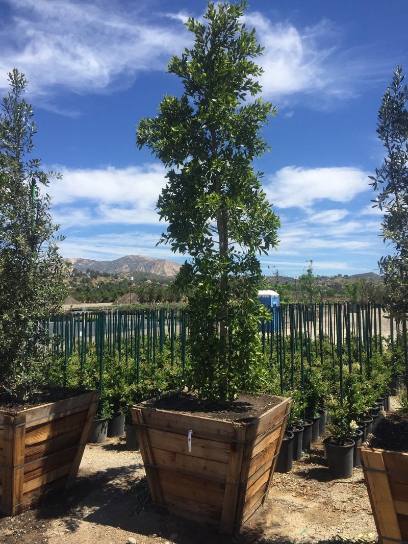 Photo for Ficus nitida (Multi) (Indian Laurel)