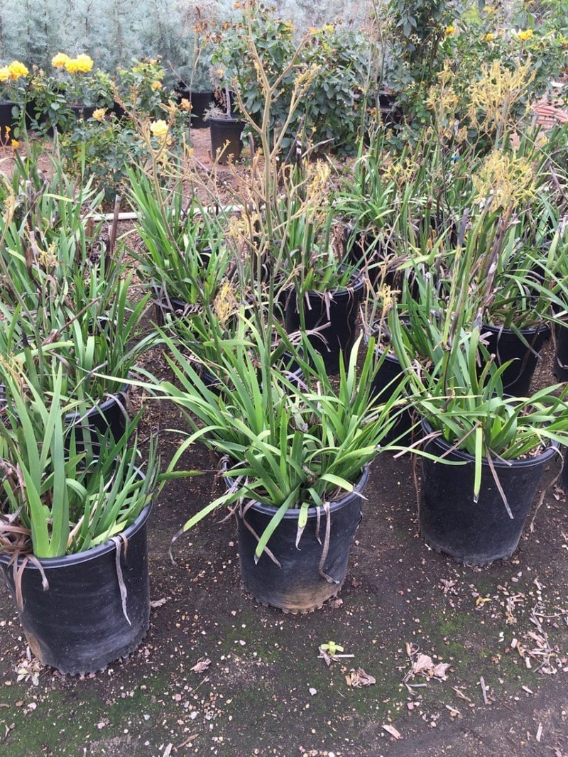 Photo for Anigozanthos 'Bush Gold' (Yellow Kangaroo Paw)