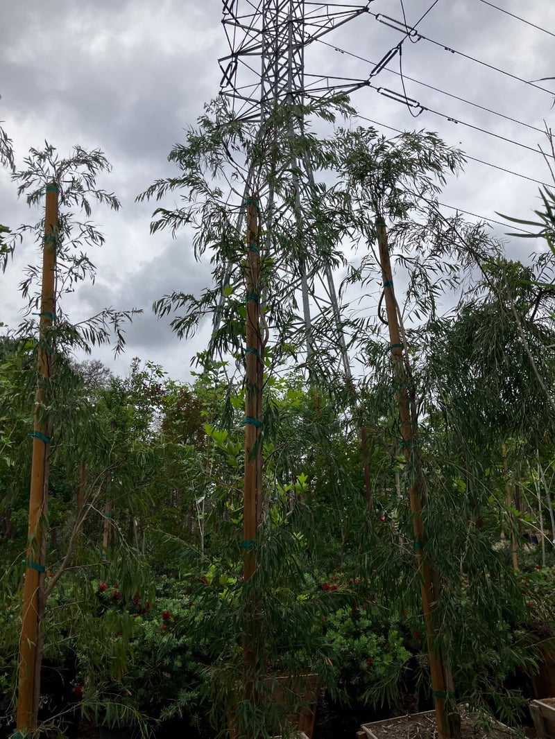 Photo for Agonis flexuosa (Peppermint Tree)