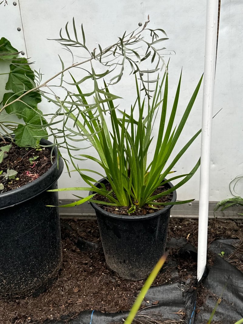 Photo for Anigozanthos 'Bush Dawn' (Yellow Kangaroo Paw)