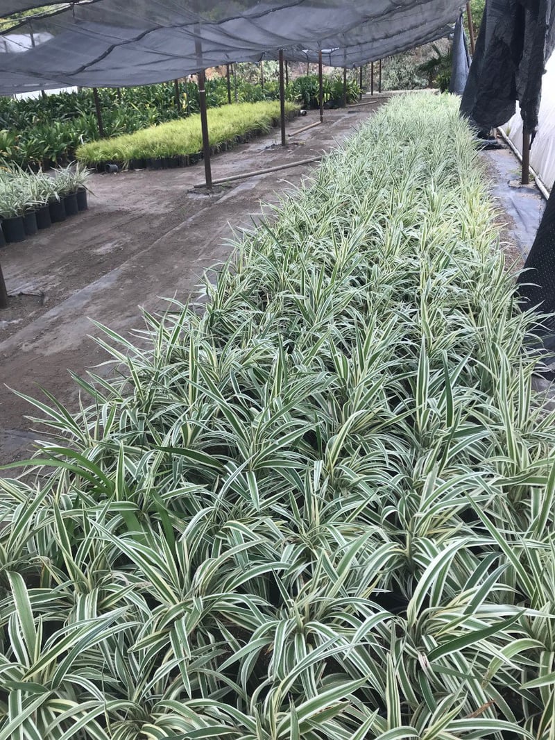 Photo for Dianella revoluta ‘Variegata’ (Variegated Dianella)