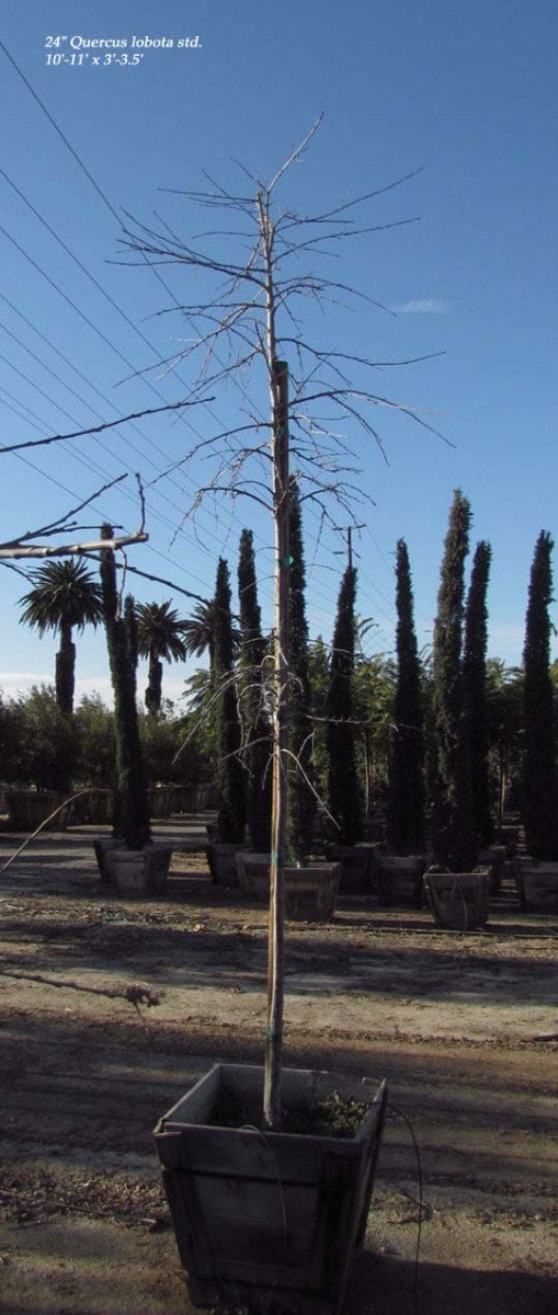 Photo for Quercus lobata (Standard) (Valley Oak)